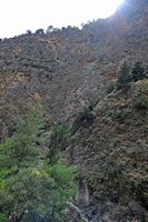 Les gorges de Samaria en Crète. Plantes chasmophytes. Cliquer pour agrandir l'image.