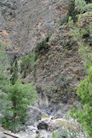 Les gorges de Samaria en Crète. Plantes chasmophytes. Cliquer pour agrandir l'image.