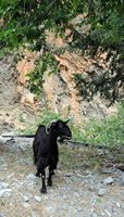 Les gorges de Samaria en Crète. Chèvre sauvage noire. Cliquer pour agrandir l'image.