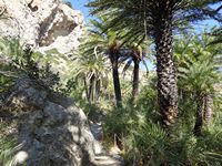Le village d’Assomatos en Crète. La palmeraie de Prévéli (auteur Olaf Tausch). Cliquer pour agrandir l'image.