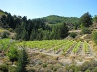 Vineyards in the village of Rhodes Emponas. Click to enlarge the image.