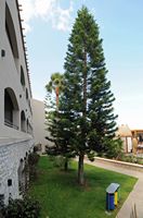 Le village de Georgioupoli en Crète. Araucaria à l'hôtel Elyros Mare. Cliquer pour agrandir l'image.