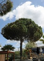 Le village de Georgioupoli en Crète. Pin parasol à l'hôtel Elyros Mare. Cliquer pour agrandir l'image.