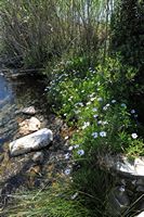 Le village de Georgioupoli en Crète. Marguerite du Cap (Osteospermum fruticosum) dans le marais. Cliquer pour agrandir l'image.