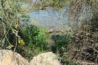 Le village de Georgioupoli en Crète. Une source de l'Almyros. Cliquer pour agrandir l'image.