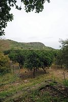 Le village de Kalyves en Crète. Orangeraie près de l'église Notre-Dame Zerviotissa à Stylos. Cliquer pour agrandir l'image.