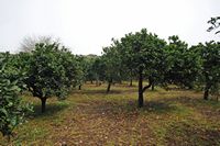 Le village de Kalyves en Crète. Orangeraie près de l'église Notre-Dame Zerviotissa à Stylos. Cliquer pour agrandir l'image.