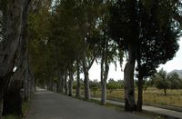 Gegaan van eucalyptussen dichtbij het dorp van Kolympia in Rhodos. Klikken om het beeld te vergroten.