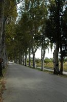 Eucalyptus vicolo nei pressi del villaggio di Rodi Kolympia. Clicca per ingrandire l'immagine.