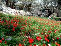 Le village de Kritsa en Crète. Peuplement d'anémones couronnées (Anemone coronaria) sur le plateau de Katharo (auteur Sabine Beckmann). Cliquer pour agrandir l'image.
