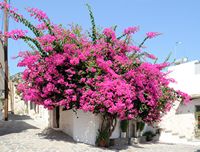 Le village de Kritsa en Crète. Bougainvillée rose. Cliquer pour agrandir l'image.