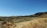 Le village de Myrtia en Crète. Les monts Megali Koryfi à Metaxochori. Cliquer pour agrandir l'image.
