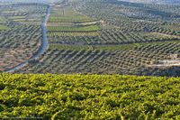Le village de Myrtia en Crète. Le vignoble de Skalani (auteur Y. Skoulas - GNTO). Cliquer pour agrandir l'image.