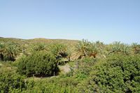 Le village de Palékastro en Crète. La palmeraie de Vaï. Cliquer pour agrandir l'image.