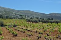 Vinhas e oliveiras da aldeia de Siana à Rodes. Clicar para ampliar a imagem.