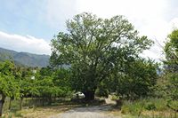 Le village de Thronos en Crète. Arbre monumental près de Moni Assomaton. Cliquer pour agrandir l'image.