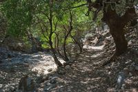 Le village de Zaros en Crète. La forêt de Rouvas (auteur Y. Skoulas, GNTO). Cliquer pour agrandir l'image.