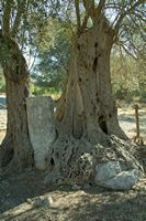 Le site archéologique de Gortyne en Crète. Colonne enserrée dans un vieil olivier (auteur Zde). Cliquer pour agrandir l'image.