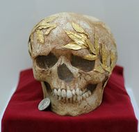 La ville d’Agios Nikolaos en Crète. Crâne d'athlète couronné d'or au Musée archéologique (auteur Zde). Cliquer pour agrandir l'image.