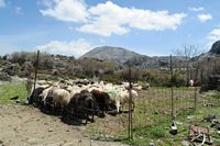 La ville d’Anogia en Crète. Troupeau près de l'église d'Agios Mamas et du mont Mythia. Cliquer pour agrandir l'image.