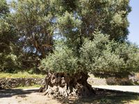 La côte nord de la commune d’Iérapétra en Crète. L'olivier monumental de Kavoussi (auteur Unukorno). Cliquer pour agrandir l'image.