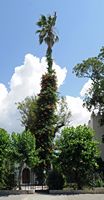 A bignone climbing a palm boulevard Hippocrates in Kos. Click to enlarge the image.