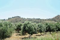 La ville de Mirès en Crète. Une oliveraie dans la Messara près de Phaistos. Cliquer pour agrandir l'image.
