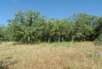 Le canton de Réthymnon en Crète. La forêt de chênes vélani de la nécropole d'Arméni. Cliquer pour agrandir l'image.