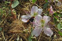 La forteresse de Réthymnon en Crète. Fleur de câprier (Capparis spinosa). Cliquer pour agrandir l'image.