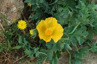 La forteresse de Réthymnon en Crète. Pavot cornu jaune ou glaucière jaune (Glaucium flavum). Cliquer pour agrandir l'image.