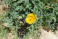 La forteresse de Réthymnon en Crète. Fleur de glaucière jaune. Cliquer pour agrandir l'image.