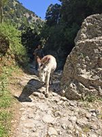 La ville de Sfakia en Crète. Le sentier muletier des gorges d'Imbros (auteur Arno-nl). Cliquer pour agrandir l'image.