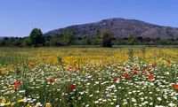 Le plateau du Lassithi en Crète. Champ fleuri au pied de la colline de Kéfala. Cliquer pour agrandir l'image.