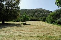 La ville de Vryssès en Crète. Cultures fourragères sur le plateau de Krapi près de Vrysses. Cliquer pour agrandir l'image.