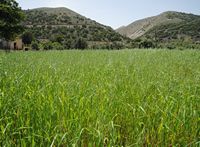 La ville de Vryssès en Crète. Culture de céréales sur le plateau de Krapi près de Vrysses. Cliquer pour agrandir l'image.