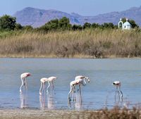 Flamingos recortar sobre o lago de Alikes à Kos (auteur Atli Hardarson). Clicar para ampliar a imagem em Flickr (novo guia).