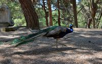 Peacock in the forest near Plaka Antimahia on the island of Kos (author giorgos-nes-7). Click to enlarge the image in Flickr (new tab).