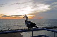 Oiseau marin, Calheta beach. Cliquer pour agrandir l'image dans Adobe Stock (nouvel onglet).