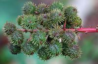 Le Jardin botanique de Madère. Ricin commun (Ricinus communis), fruits. Cliquer pour agrandir l'image dans Adobe Stock (nouvel onglet).