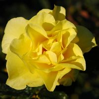 Quinta Jardins do Imperador à Madère. Rose jaune. Cliquer pour agrandir l'image dans Adobe Stock (nouvel onglet).