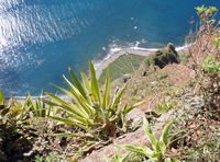 Le cap Girão à Madère. Cultures. Cliquer pour agrandir l'image.