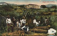 L'économie de Madère. Récolte de la canne à sucre, carte postale vers 1880. Cliquer pour agrandir l'image.