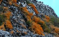 Lichen, Pico do Arieiro. Cliquer pour agrandir l'image.