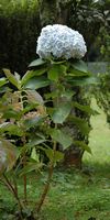 Hortensia (Hydrangea macrophylla), quinta da Junta. Cliquer pour agrandir l'image.