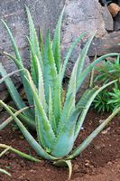 Le Jardin botanique de Madère. Aloès vraie (Aloe vera). Cliquer pour agrandir l'image.