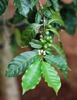 Le Jardin botanique de Madère. Caféier d'Arabie (Coffea arabica), fruits immatures. Cliquer pour agrandir l'image.