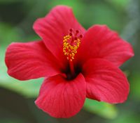 Le Jardin botanique de Madère. Hibiscus rose de chine (Hibiscus rosa sinensis). Cliquer pour agrandir l'image.