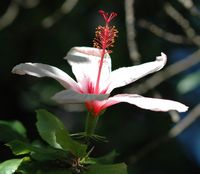 La Quinta das Cruzes à Funchal à Madère. Hibiscus, fleur. Cliquer pour agrandir l'image.