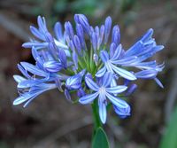 Quinta Jardins do Imperador à Madère. Agapanthe bleue, agapanthus umbellatus, fleur. Cliquer pour agrandir l'image.