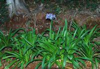 Quinta Jardins do Imperador à Madère. Agapanthe bleue, agapanthus umbellatus, plante. Cliquer pour agrandir l'image.